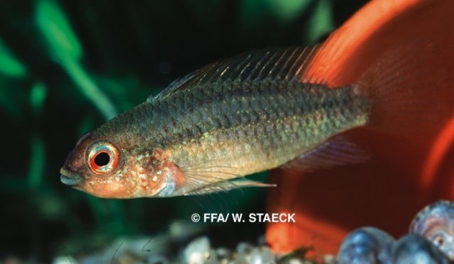 Apistogramma eremnopyge femelle - 